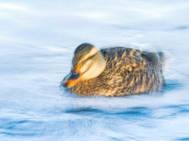 Peru Plumage Drift: Impressionist mallard ICM art. Painterly gold and blue tones with a linen-look and museum-quality canvas texture.