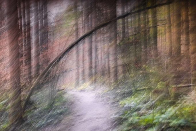 Impressionist forest trail with motion blur on tall pine trees.